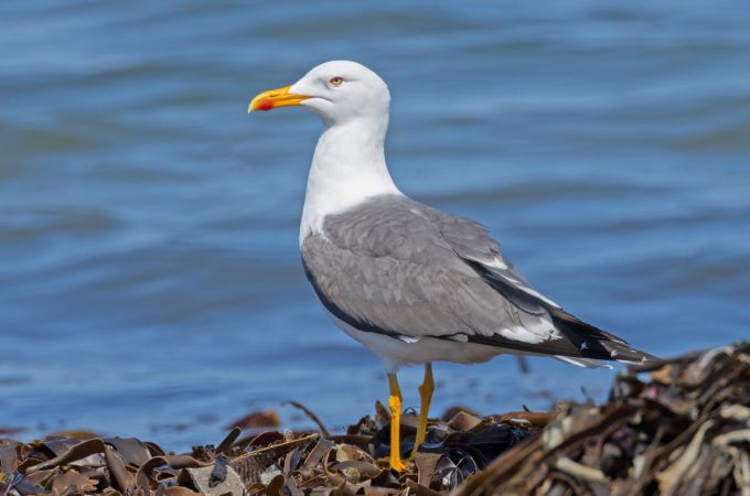 Möwe